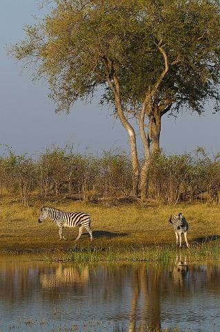 229 Linyanti, zebra's.jpg